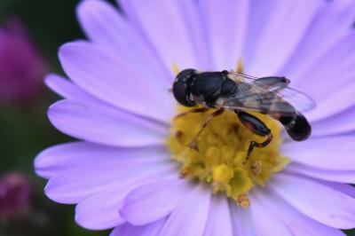 <i>Syritta pipiens</i>