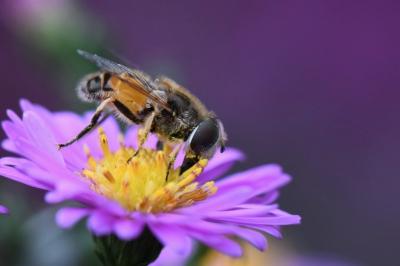 <i>Eristalis arbustorum</i>