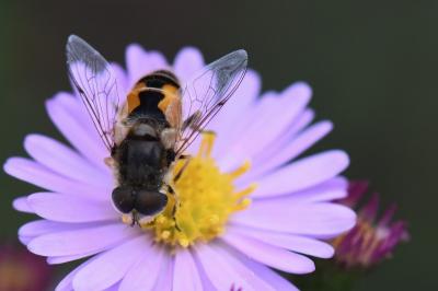 <i>Eristalis arbustorum</i>