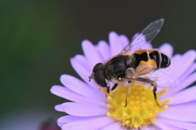 <i>Eristalis arbustorum</i>