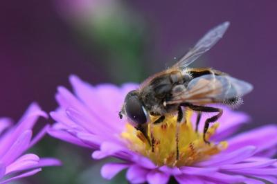 <i>Eristalis arbustorum</i>