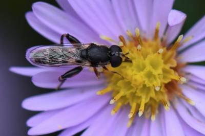 <i>Syritta pipiens</i>