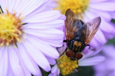 <i>Phasia aurigera</i>
