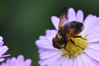 <i>Phasia aurigera</i>