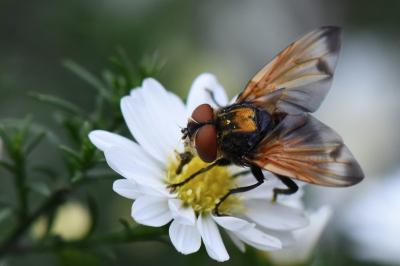 <i>Phasia aurigera</i>