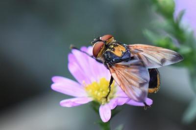 <i>Phasia aurigera</i>