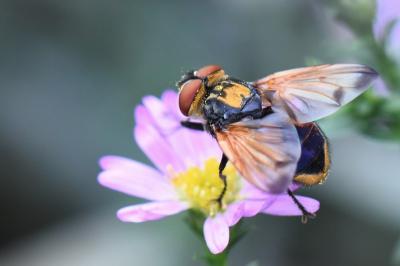 <i>Phasia aurigera</i>