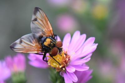 <i>Phasia aurigera</i>