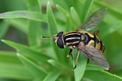 <i>Helophilus pendulus</i>