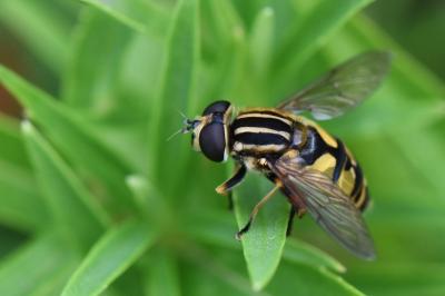 <i>Helophilus pendulus</i>