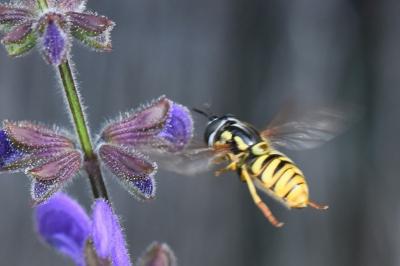 Chrysotoxum cautum