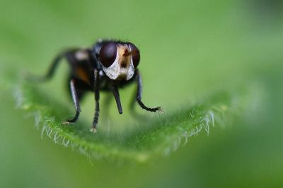 <i>Thecophora cinerascens</i>