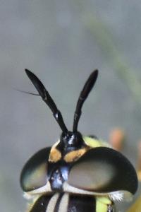 <i>Chrysotoxum elegans</i>