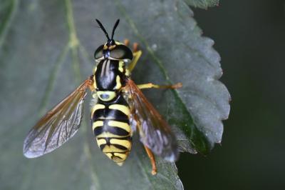 <i>Chrysotoxum elegans</i>
