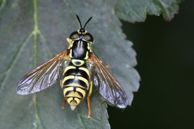 <i>Chrysotoxum elegans</i>