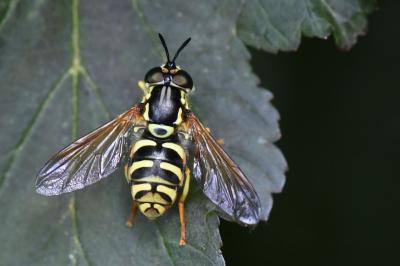<i>Chrysotoxum elegans</i>