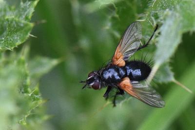 <i>Zophomyia temula</i>