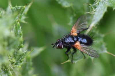 <i>Zophomyia temula</i>