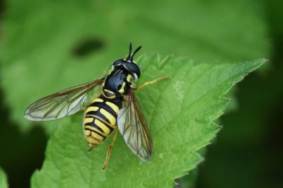 <i>Chrysotoxum cautum</i>