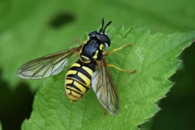 <i>Chrysotoxum cautum</i>
