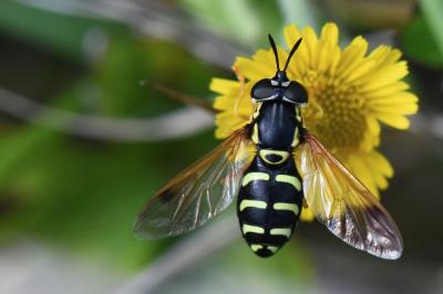 <i>Chrysotoxum festivum</i>