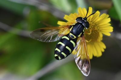 <i>Chrysotoxum festivum</i>