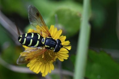 <i>Chrysotoxum festivum</i>