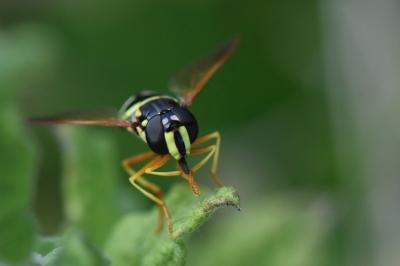 <i>Chrysotoxum festivum</i>