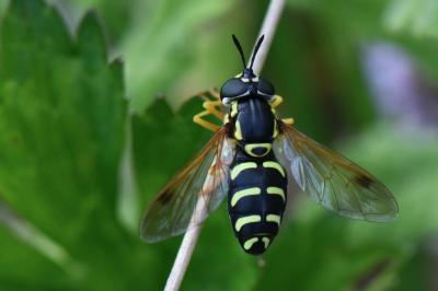 <i>Chrysotoxum festivum</i>