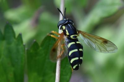 <i>Chrysotoxum festivum</i>