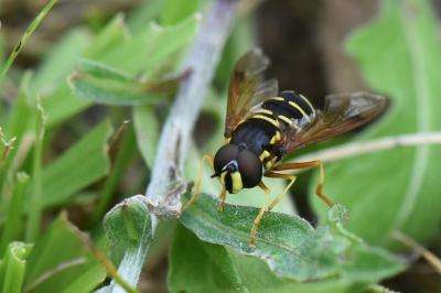 <i>Chrysotoxum festivum</i>
