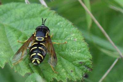 <i>Chrysotoxum festivum</i>