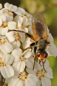 <i>Thecophora</i>