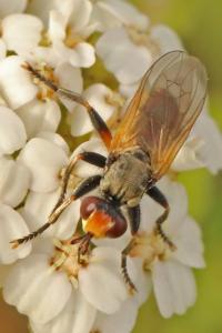<i>Thecophora</i>