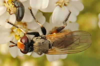 <i>Thecophora</i>