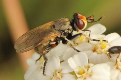<i>Thecophora</i>