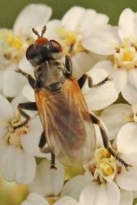 <i>Thecophora</i>