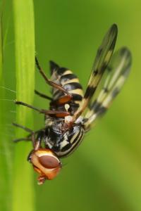 <i>Otites porcus</i>