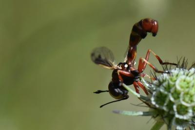 <i>Physocephala vittata</i>