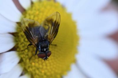 <i>Phasia obesa</i>