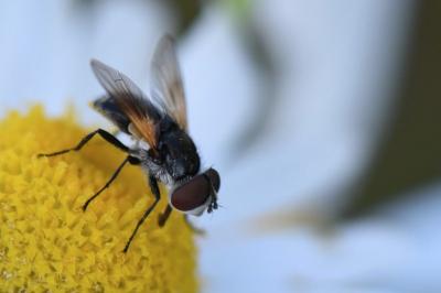 <i>Elomya lateralis</i>