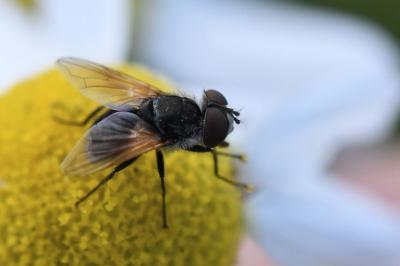 <i>Elomya lateralis</i>