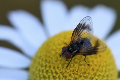 <i>Phasia obesa</i>
