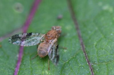 <i>Tephritis bardanae</i>