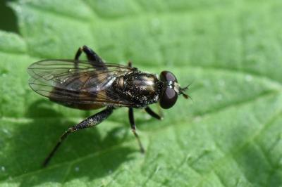 <i>Chalcosyrphus nemorum</i>