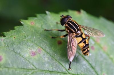 Helophilus pendulus