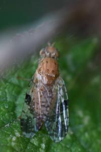 <i>Tephritis bardanae</i>