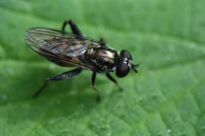 <i>Chalcosyrphus nemorum</i>