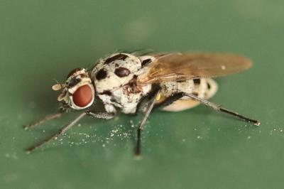 <i>Anthomyia pluvialis</i>