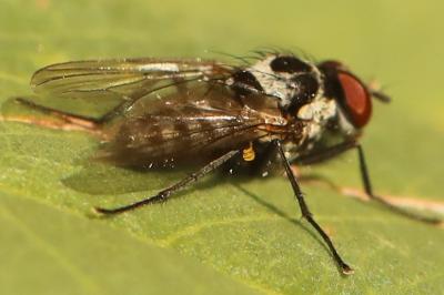 <i>Anthomyia procellaris</i>